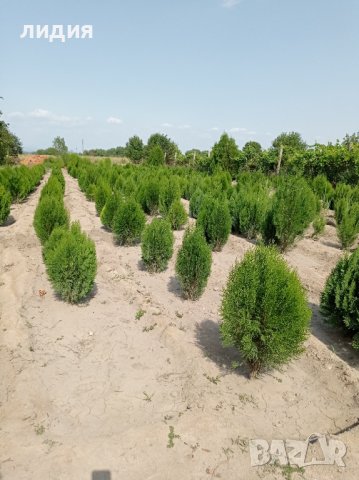 Източна туя , вечнозелена, снимка 5 - Градински цветя и растения - 39556021