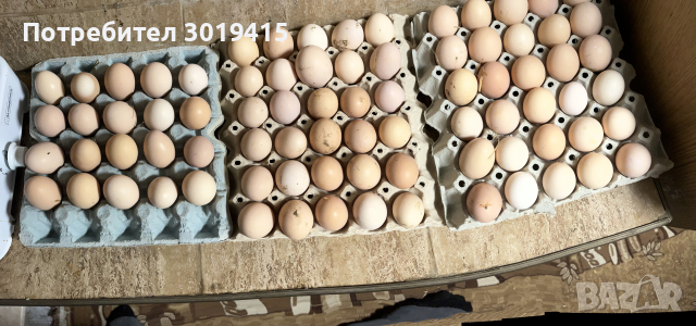 Яйца от СВОБОДНИ кокошки , снимка 1 - Домашни продукти - 44900344