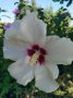 Ружи , снимка 1 - Градински цветя и растения - 34390748