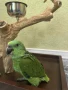 Папагали Жълтотила Амазона, снимка 6