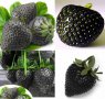 200 семена от плод черна ягода черни ягоди органични плодови ягодови семена от вкусни ягоди отлични , снимка 7