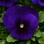 Viola Blue blotch(Виола едроцветна Синьо петно), снимка 2