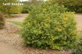 Жълта калина(viburnum opulus xanthocarpum), снимка 2