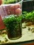 Аквариумни растения- последни бройки на намалени цени , снимка 6