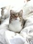 Супер гальовна кастрирана принцеса си търси дом! (котка, коте), снимка 1 - Други - 43259074