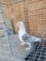 Продавам гълъби Сатинети (Салтанети) , снимка 2