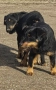 Ягдтериер кученца, снимка 6