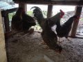 Разплодни яйца и пиленца от Легхорн, Австралорп черен, син, Бял , снимка 8