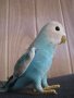 Колекционерска мека играчка Steiff Parakeet Папагал, снимка 5