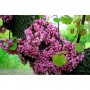 Cercis siliquastrum 100/125 див рожков, снимка 2
