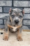 American Bully XL, снимка 5