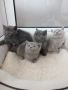 Британски Котета , снимка 6