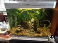 Аквариум , снимка 6