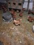 продавам кокошки носачки за яйца, снимка 1 - Кокошки и пуйки - 43646045