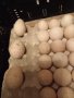 ПРОДАВАМ РАЗПЛОДНИ ОПЛОДЕНИ ПУЕШКИ ЯЙЦА, снимка 15