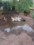 Продавам патици , снимка 6
