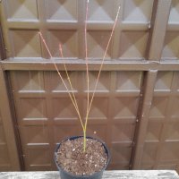 Японски клен(Катсура)\Acer palmatum Katsura, снимка 9 - Градински цветя и растения - 39938257