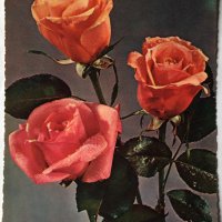 Картички рози, снимка 3 - Филателия - 28915077