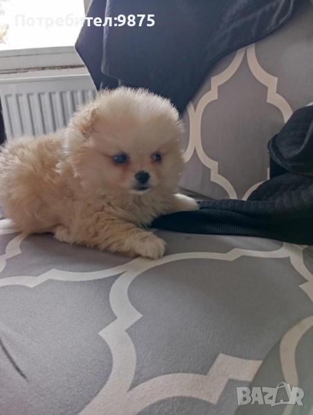 Продавам померан, снимка 1