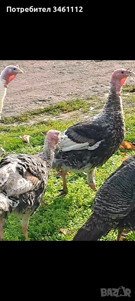 продавам млади пуйки пуяци , снимка 1