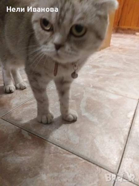 Подарявам котета, снимка 1