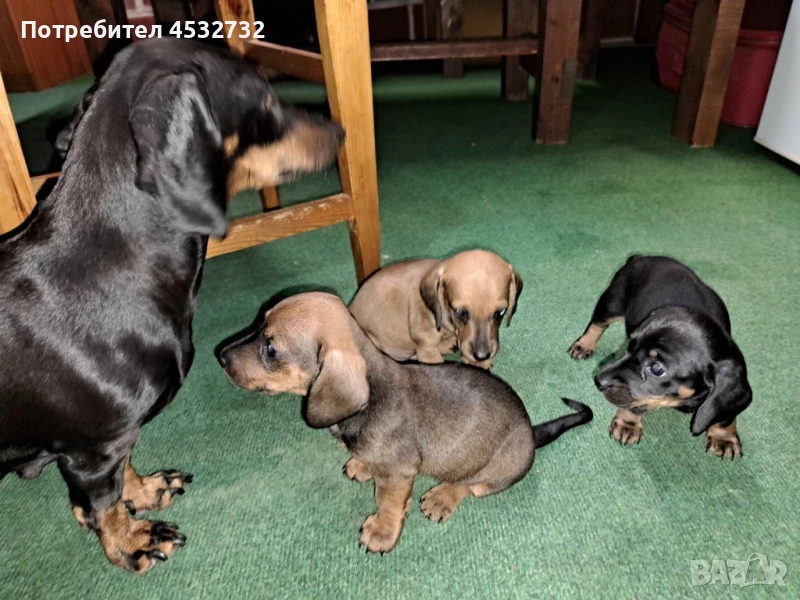 Продавам мини дакели., снимка 1