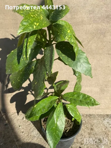 Аукуба разсад , снимка 1