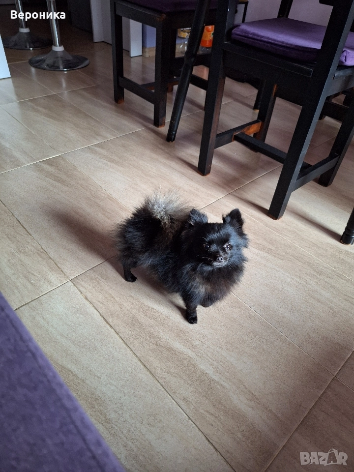 мини момиче черна перла 1.600кг , снимка 1