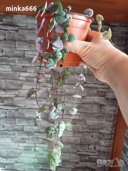 Вариегатна церопегия., снимка 1