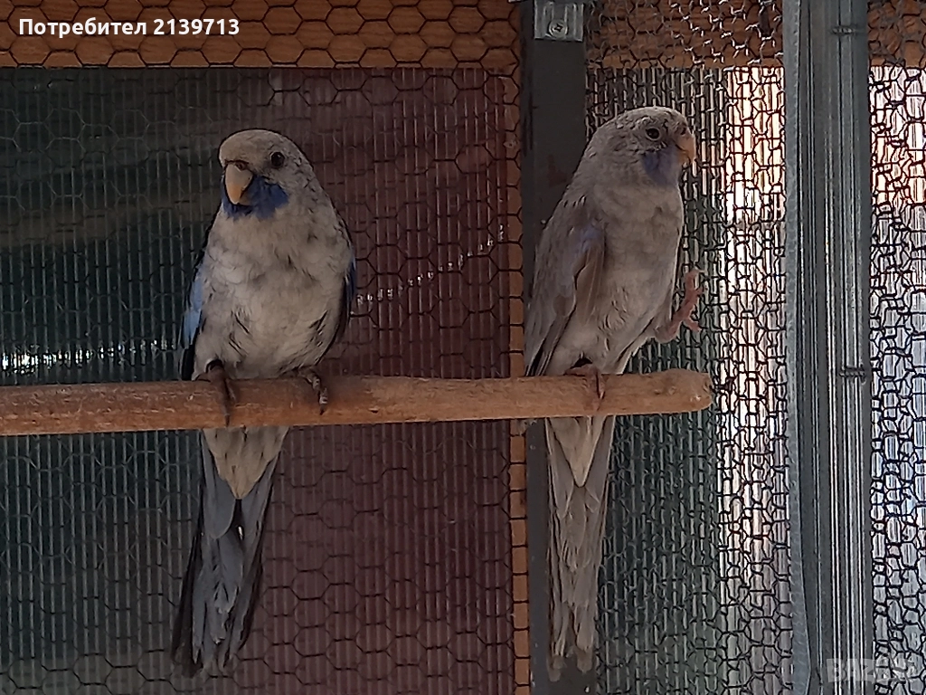 Продавам папагали Пенантови Розели , снимка 1