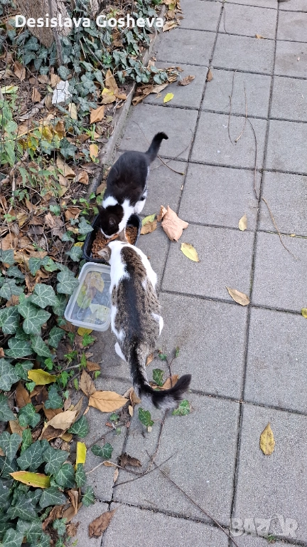 Търсим дом,  на мама Котана и бебе Топчо , снимка 1