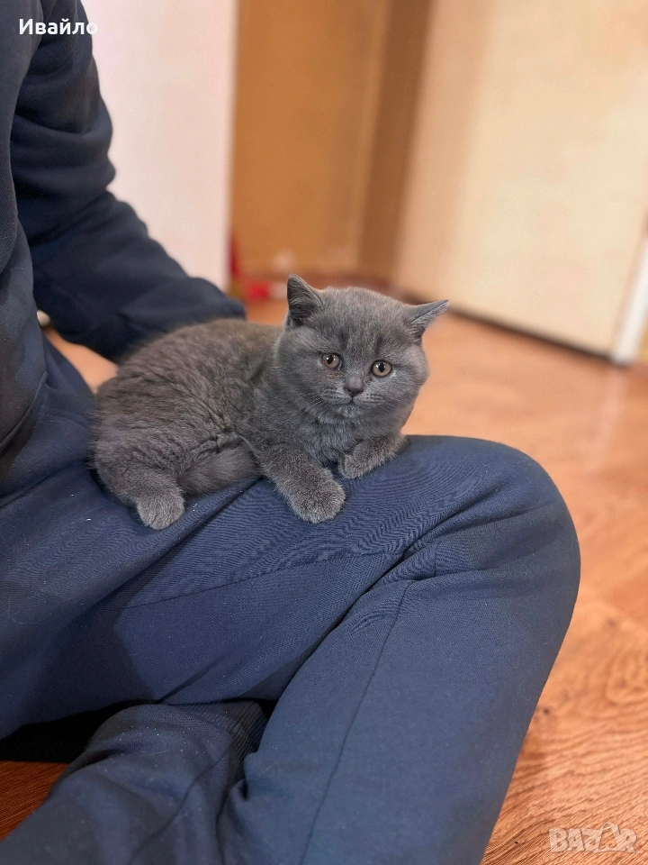 Късокосмести Британчета, снимка 1