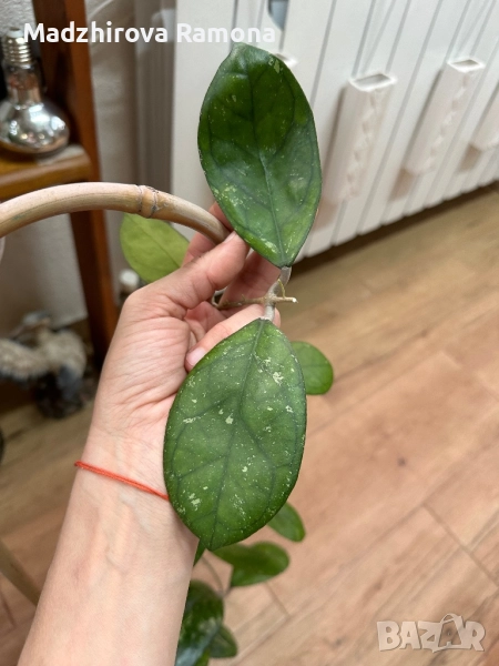 Hoya Larisa , снимка 1