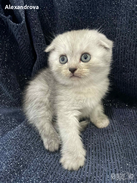 🐾 Шотландска клепоуха (Scottish Fold) – сребърна чинчила 🐾, снимка 1