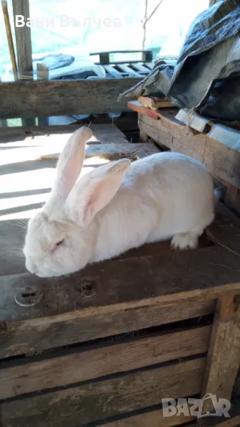 Продавам зайци заклани или живи, снимка 1