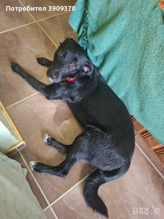 Подарява се, снимка 1