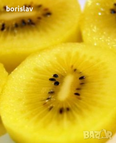 Кивита сортове Хейуърд, Томури, Златно киви, Самоопрашващо, снимка 3 - Градински цветя и растения - 42370160