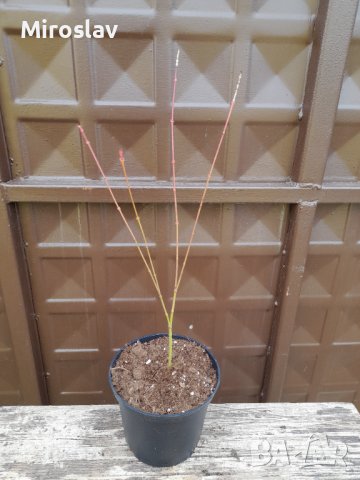 Японски клен(Катсура)\Acer palmatum Katsura, снимка 9 - Градински цветя и растения - 39938257