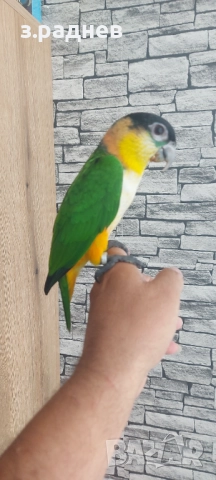 РъчнохраненЧернотеменна кайка, снимка 2 - Папагали - 52130673