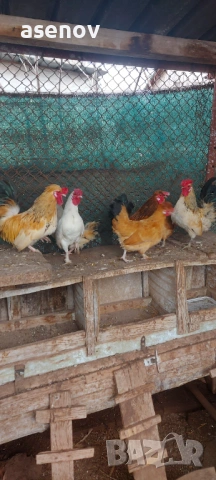 Джинки , снимка 11 - други­ - 53397100