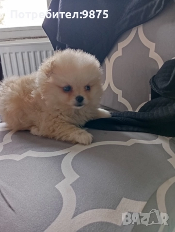 Продавам померан, снимка 1