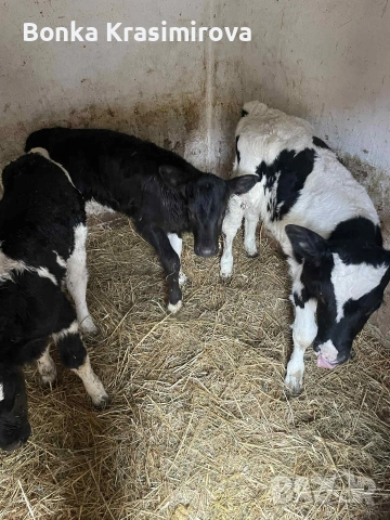 4 женски 1 мъжко , снимка 6 - Крави - 53291857