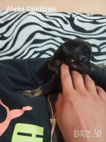 продавам чихопинчер , снимка 2 - Пинчер - 52583781