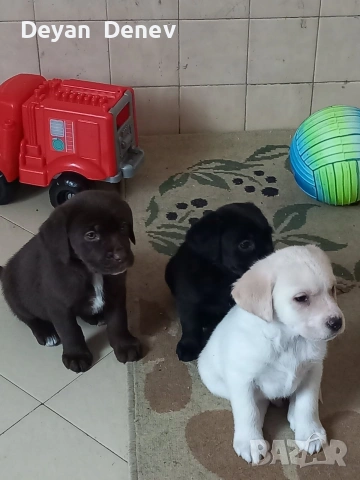 лабрадор реитривър , снимка 9 - Лабрадор ретривър - 52878460