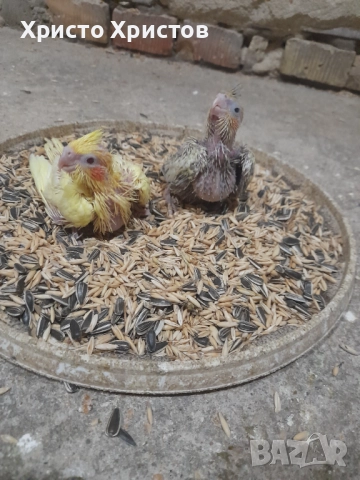 Папагали корела , снимка 6 - Папагали - 52644313