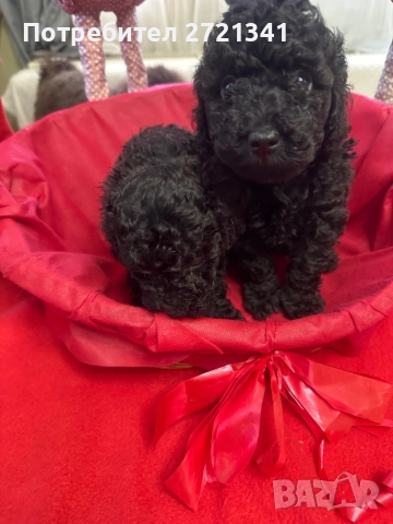 Мини пуделчета, снимка 3 - Пудели - 52762580