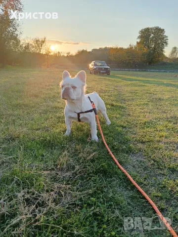 Мъжко флуфи (флъфи) за разплод, снимка 13 - Френски булдог - 46959509