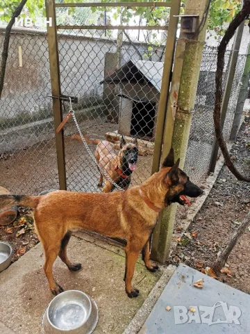 продам белгийски овчарки малиноа , снимка 9 - Белгийска овчарка - 49319194