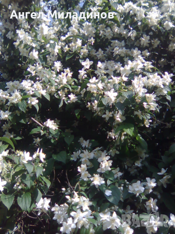 Градински жасмин, снимка 2 - Градински цветя и растения - 36564169