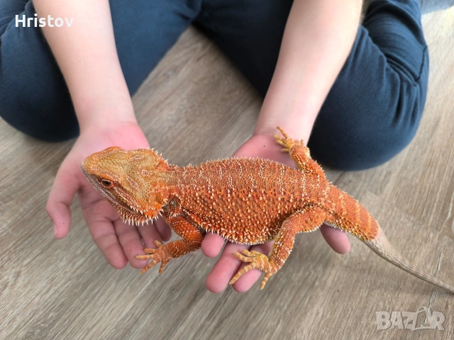 Брадати агами , снимка 7 - Други - 53431815